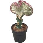 Betonish Euphorbia Lactea 'Cristata' (Kaktüs) - Yok