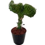 Betonish Euphorbia Lactea 'Green Cristata' (Kaktüs)