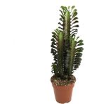 Betonish Euphorbia Trigona 'Rubra' (Süt Ağacı)
