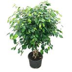 Betonish Ficus Benjamina (Örgülü Kauçuk Çiçeği)