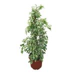 Betonish Ficus Benjamina ‘Starlight’ (Kauçuk Çiçeği)