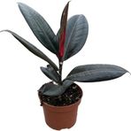 Betonish Ficus Elastica 'Abidjan' (Kauçuk Çiçeği)
