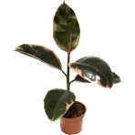 Betonish Ficus Elastica 'Belize' (Kauçuk Çiçeği)