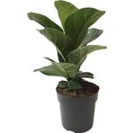 Betonish Ficus Lyrata 'Bambino' (Kauçuk Çiçeği)