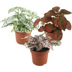 Betonish Fittonia (3'lü Set)