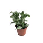 Betonish Fittonia - Beyaz (Fitonya Çiçeği)