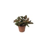 Betonish Fittonia - Kırmızı (Fitonya Çiçeği)