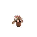Betonish Fittonia - Pembe (Fitonya Çiçeği)