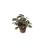 Betonish Fittonia - Pembe Yeşil (Fitonya Çiçeği)