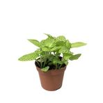 Betonish Fittonia - Yeşil Beyaz (Fitonya Çiçeği)
