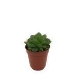 Betonish Haworthia Cymbiformis (Sukulent)
