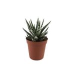 Betonish Haworthia Fasciata (Sukulent)