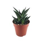 Betonish Haworthia Limifolia (Sukulent)