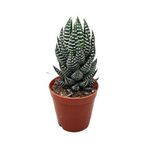 Betonish Haworthia Reinwardtii (Sukulent)