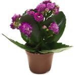 Betonish - Kalanchoe Calandiva 'Purple' (Kalanşo Çiçeği)