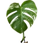 Betonish Monstera Deliciosa 'Albo Variegata' (Çelik)