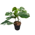 Betonish Monstera Deliciosa 'Albo Variegata' (Deve Tabanı)