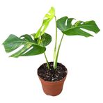 Betonish Monstera Deliciosa 'Aurea' (Deve Tabanı)