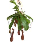 Betonish Nepenthes Alata (Su İbriği Bitkisi)
