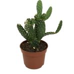 Betonish Opuntia Bergeriana (Kaktüs)