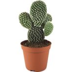 Betonish Opuntia Microdasys 'Albata' (Kaktüs)