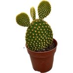 Betonish Opuntia Microdasys 'Pallida' (Kaktüs)