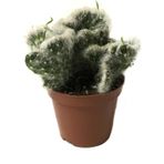 Betonish Opuntia Vestita 'Cristata' (Kaktüs)
