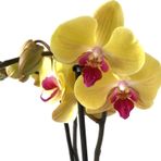 Betonish - Phalaenopsis 'Miraflore' (Sarı Orkide)