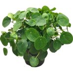 Betonish - Pilea Peperomioides - Ev ve Ofis Bitkisi