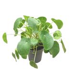 Betonish Pilea Peperomioides (Para Çiçeği)