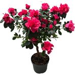 Betonish Rhodendron Indicum 'Magenta' (Açelya Çiçeği)