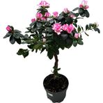 Betonish Rhodendron Indicum 'Purple Splas' (Açelya Çiçeği)
