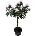 Betonish Rhodendron Indicum 'Sugar Pink' (Açelya Çiçeği)