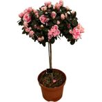 Betonish Rhododendron Indicum 'Pink' (Açelya Çiçeği)