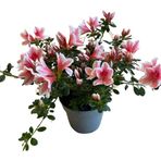 Betonish Rhododendron Indicum 'pink White' (Açelya Çiçeği)
