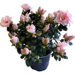 Betonish Rhododendron Indicum 'Pinkish' (Açelya Çiçeği)