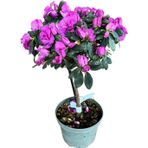 Betonish Rhododendron Indicum 'Purple' (Açelya Çiçeği)