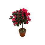 Betonish Rhododendron Indicum 'Red' (Açelya Çiçeği)