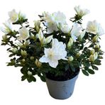Betonish Rhododendron Indicum 'White' (Açelya Çiçeği)