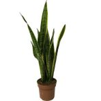Betonish Sansevieria Trifasciata Ev Ve Ofis Bitkisi