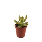 Betonish Sedum Adolphi (Sukulent)