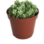 Betonish Sedum Burrito (Sukulent)