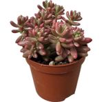Betonish Sedum Rubrotinctum ‘Aurora’ (Sukulent)