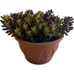 Betonish Sedum Rubrotinctum (Sukulent)