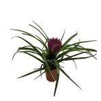 Betonish - Tillandsia Cyanea - Ev Ve Ofis Bitkisi