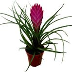 Betonish - Tillandsia Cyanea - Hava Bitkisi