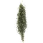 Betonish Tillandsia Usneoides Hava Bitkisi