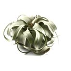 Betonish - Tillandsia Xerographica - Hava Bitkisi