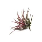 Betonish Yeşil Hava Bitkisi - Tillandsia İonantha Tılıo
