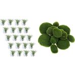 Bettyalala 20 Adet Hava Bitki Tutucu (Bitkiler Dahil Değildir) ve 30PCS Süper Hassas Yosun Köpük Taş Bitki Saç Yosun Topu (Yurt Dışından)